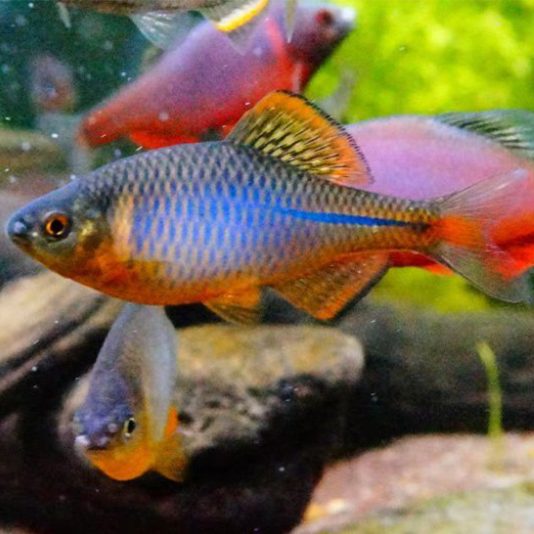 蓝石台鰟鲏懒人养鱼原生冷水好养鳑鲏观赏鱼中华鱼