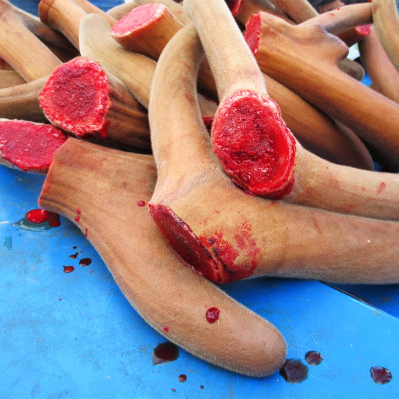 东北特产鹿茸血新鲜鹿血酒头茬鹿茸纯血干500ml吉林男用滋补包邮