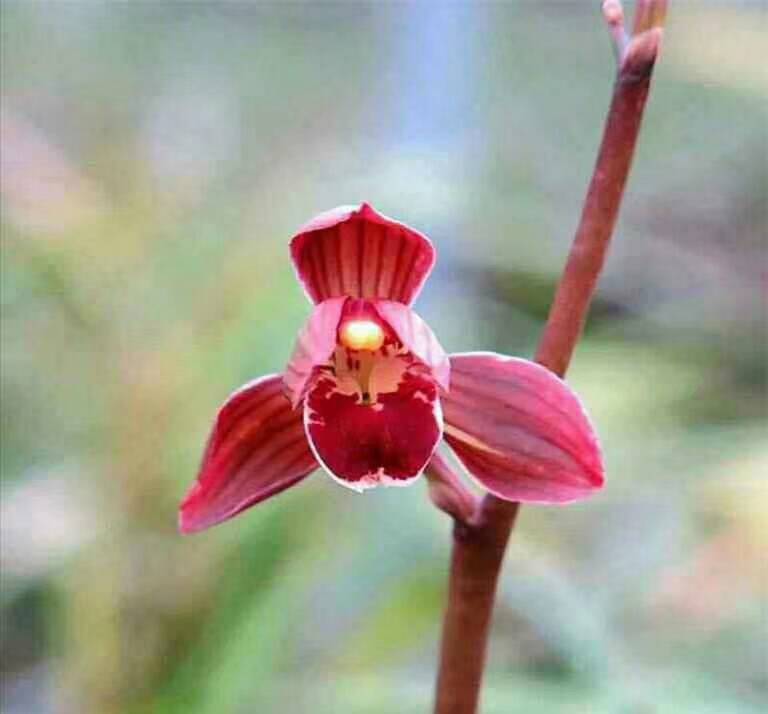 墨兰荷瓣红花东方红神荷绿植花卉兰花叶艺浓香花卉