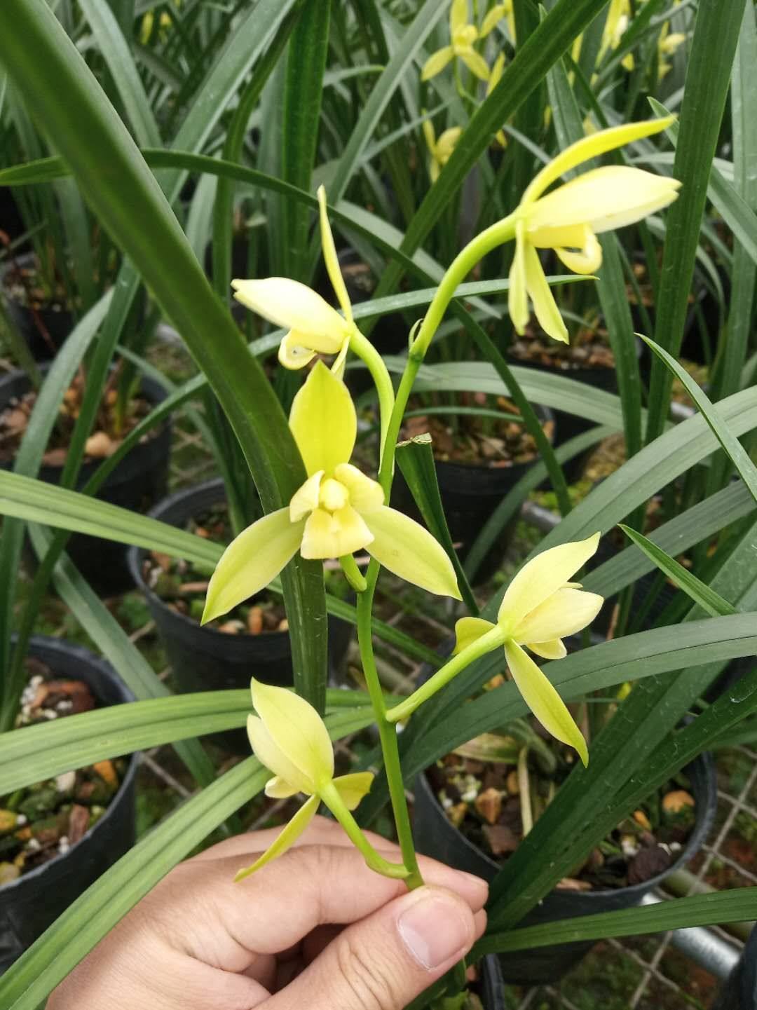 建兰素心荷瓣福州素荷绿植花卉盆栽兰花浓香时令草本花卉