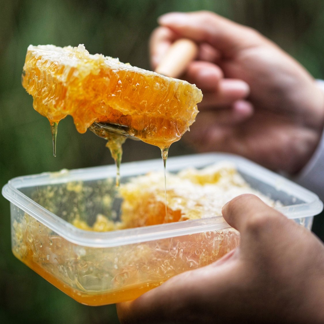 纯正蜜糖百花蜂巢中华野生老巢天然蜂蜜嚼着蜂蜜