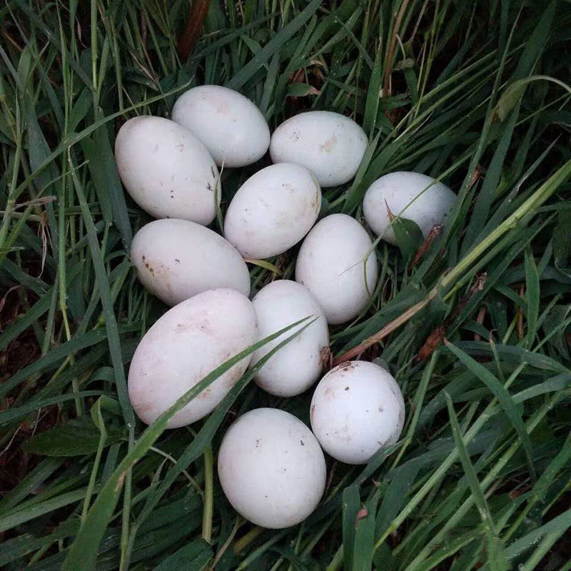 鸭蛋现捡白鹜顺丰个头大个蛋生鲜鸭农家散养鸭蛋