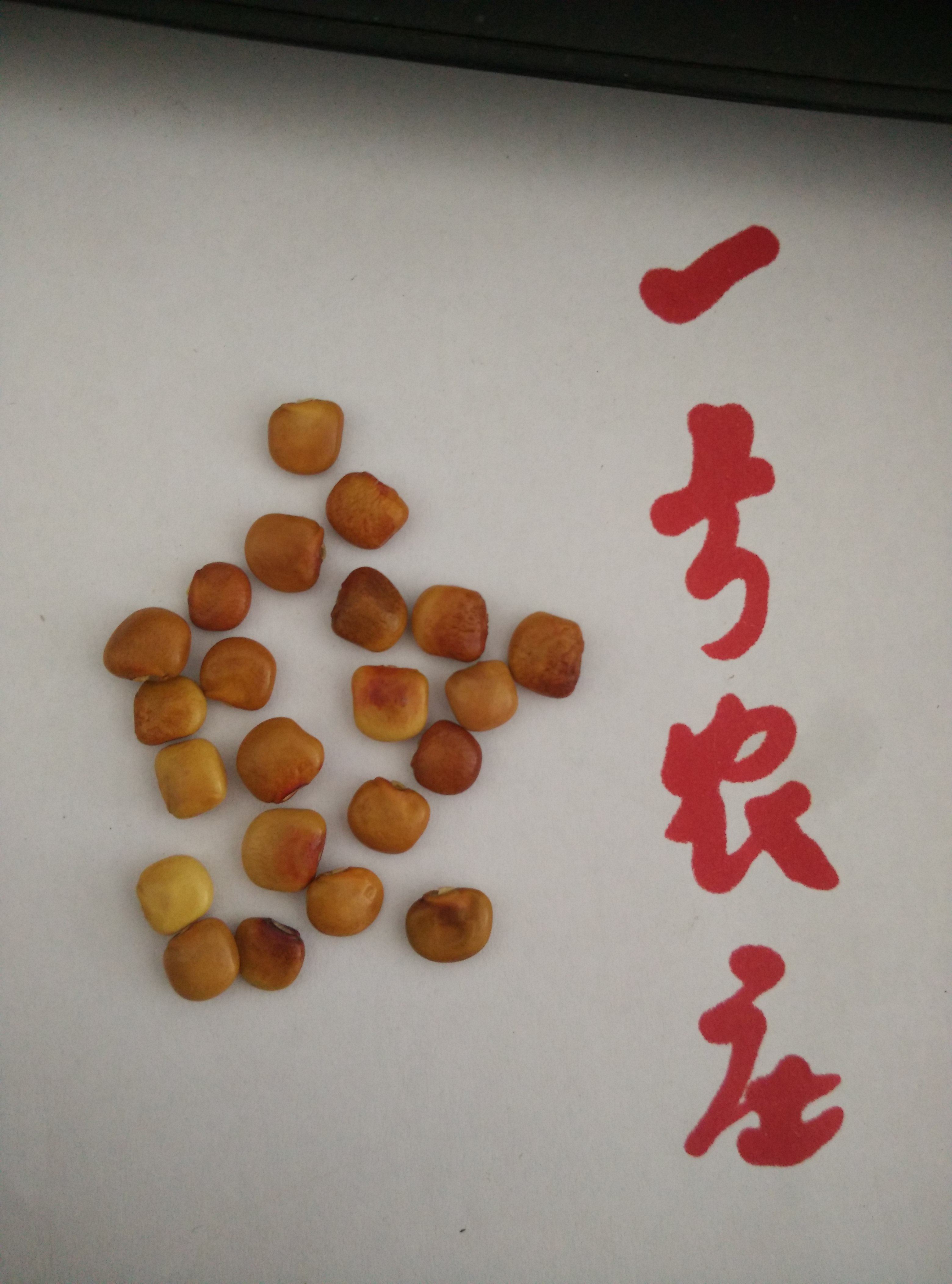 全场满9元包邮 牧马山地瓜种子 水果地瓜 沙葛凉薯土瓜脆甜可口