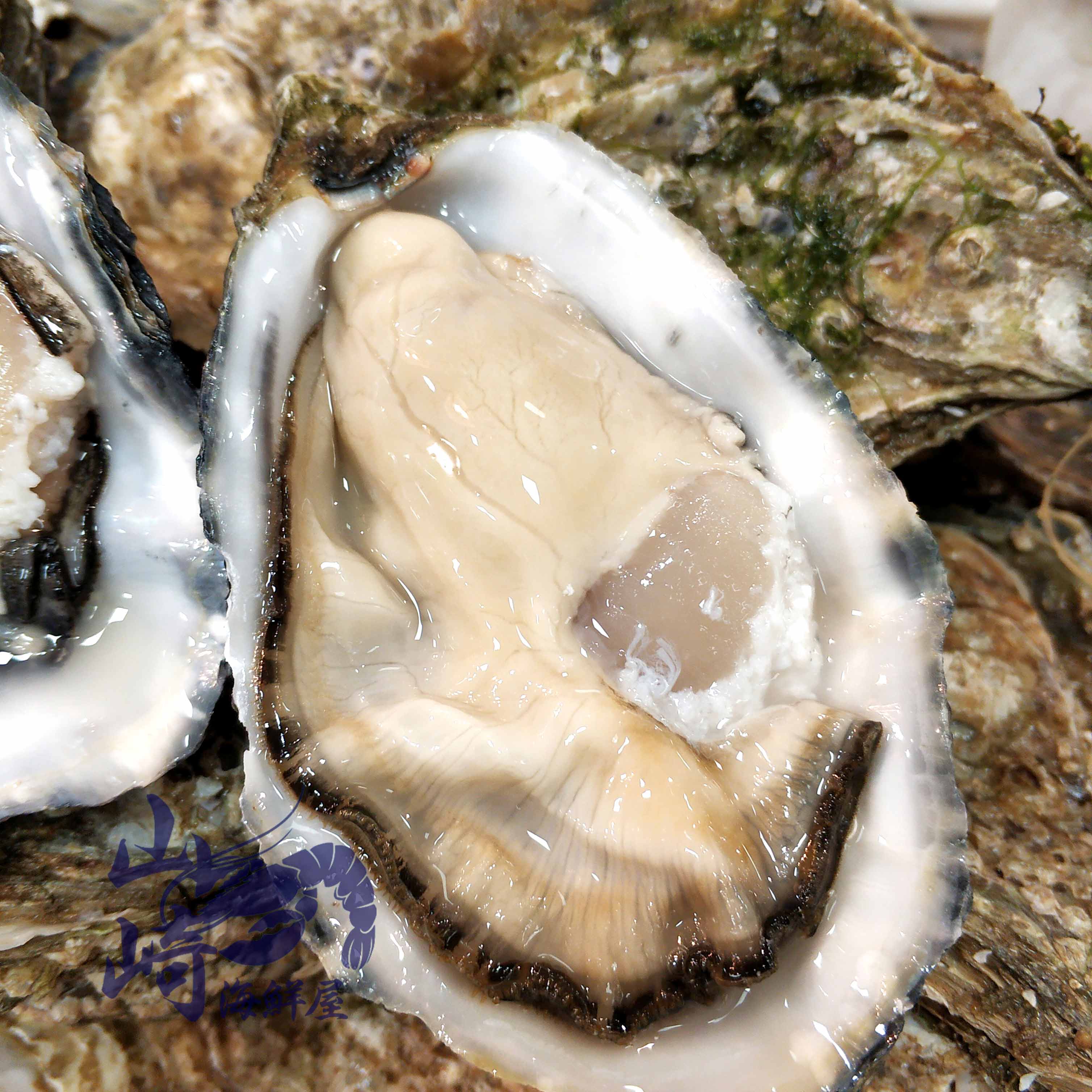 法国原装木箱空运吉拉多吉娜朵生蚝n0n1n2即食生蚝