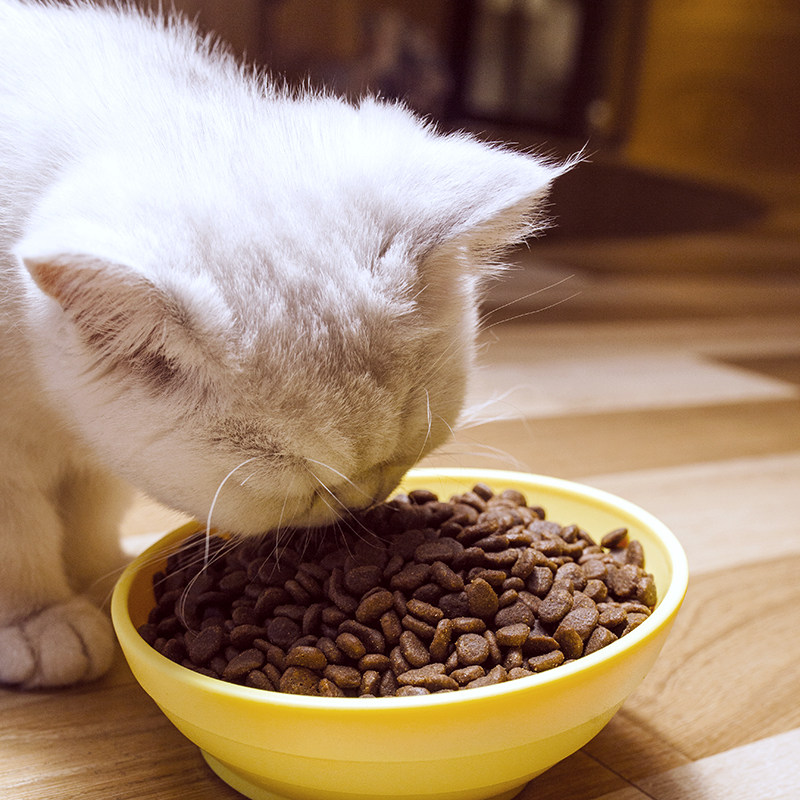 逗哒乐 渴望六种鱼猫粮1.8kg加拿大orijen原始猎食进口幼猫粮全猫-mc