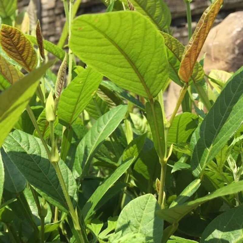 新鲜野生葫芦茶农家深山现采葫芦茶迫颈草百劳舌中草药500克 包邮