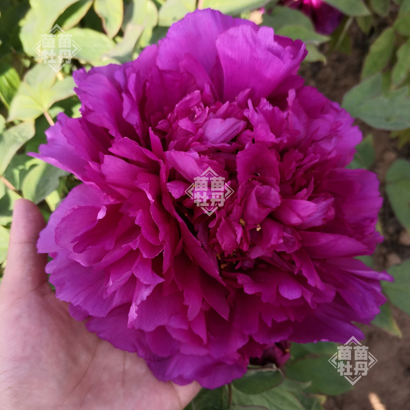 牡丹飞燕凌空菏泽多年生木本牡丹花花苗太空庭院时令草本花卉