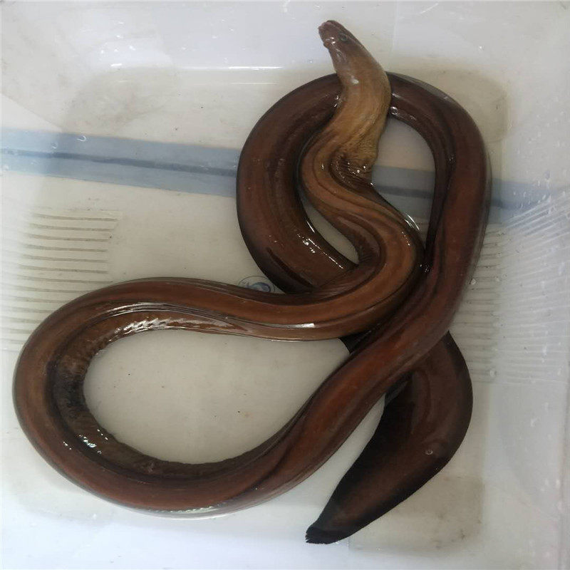 福建海鲜深海野生特大红龙将军鳗鱼2斤鲜活鳗鱼