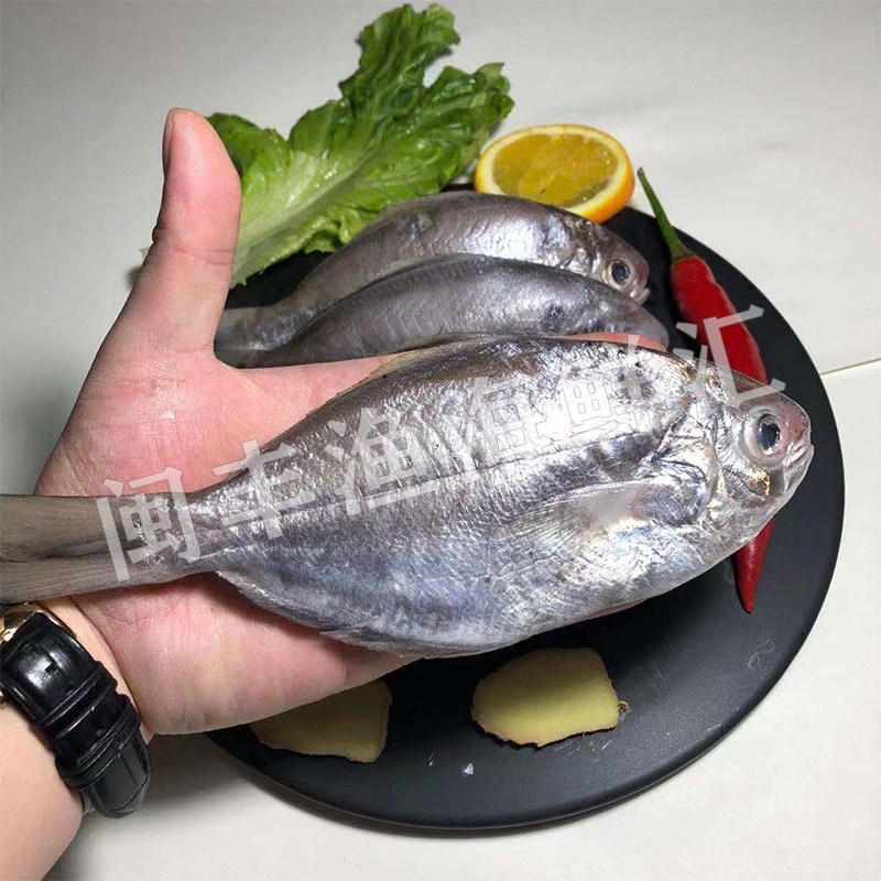 鲜活无刺深海鱼现冻肉冷冻500g丰渔鲳鱼野生其它