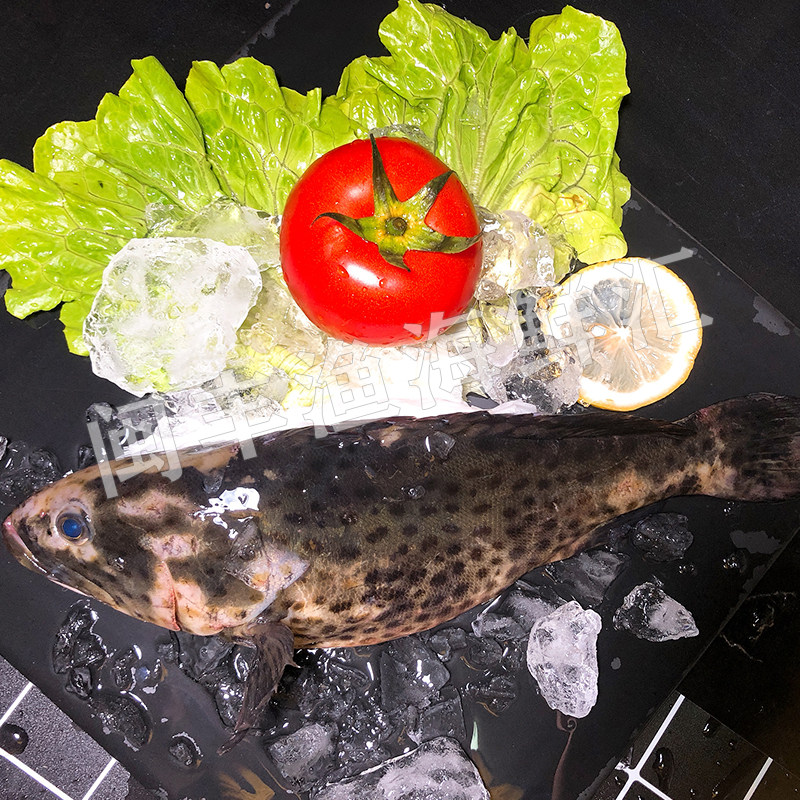 丰渔新鲜野生龙胆石斑鱼500克深海活鱼现杀鲜活斑鱼