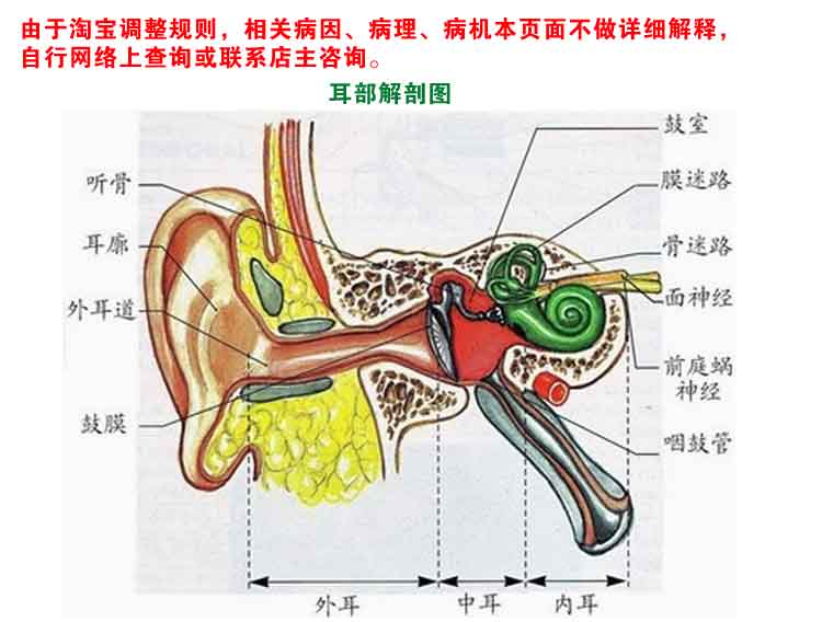 左耳乳突的准确位置图图片