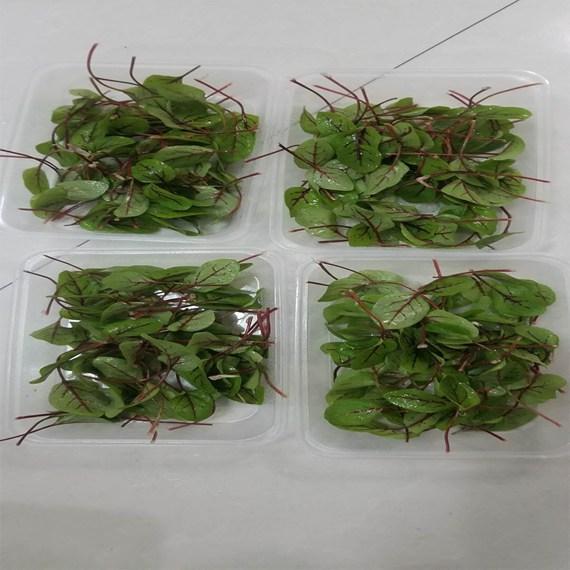 酸膜新鲜叶片叶红草酸模叶西餐摆盘装饰可食用其它