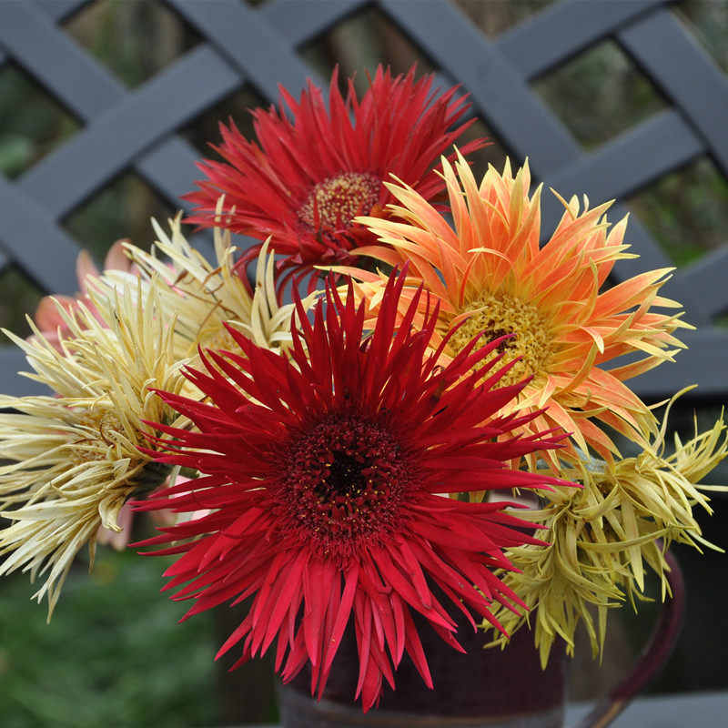 非洲菊拉丝进口重瓣太阳花扶郎阳台四季开花植物花卉