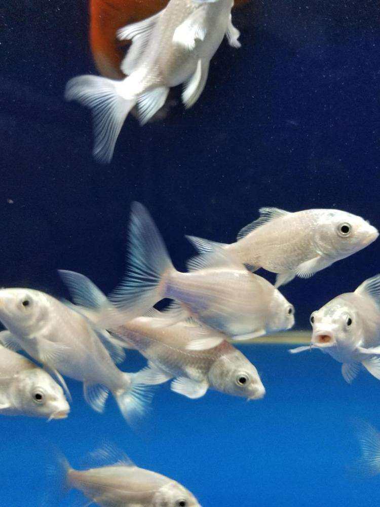 蝴蝶台湾白冷水淡水冷水龙鲤石膏球体精品短身鱼