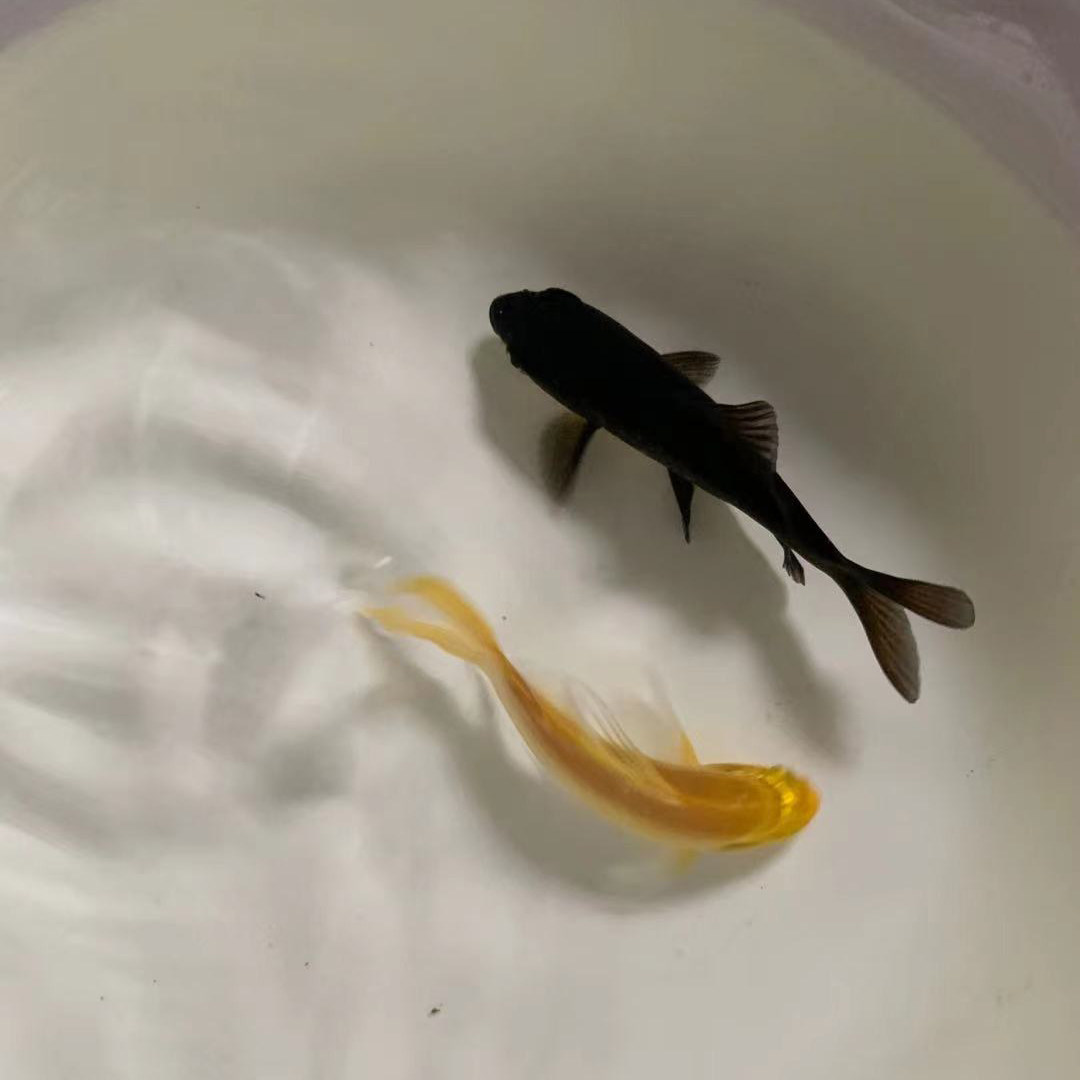 锦鲤黑色红色鲫鱼草鱼淡水冷水观赏鱼好养易活鱼