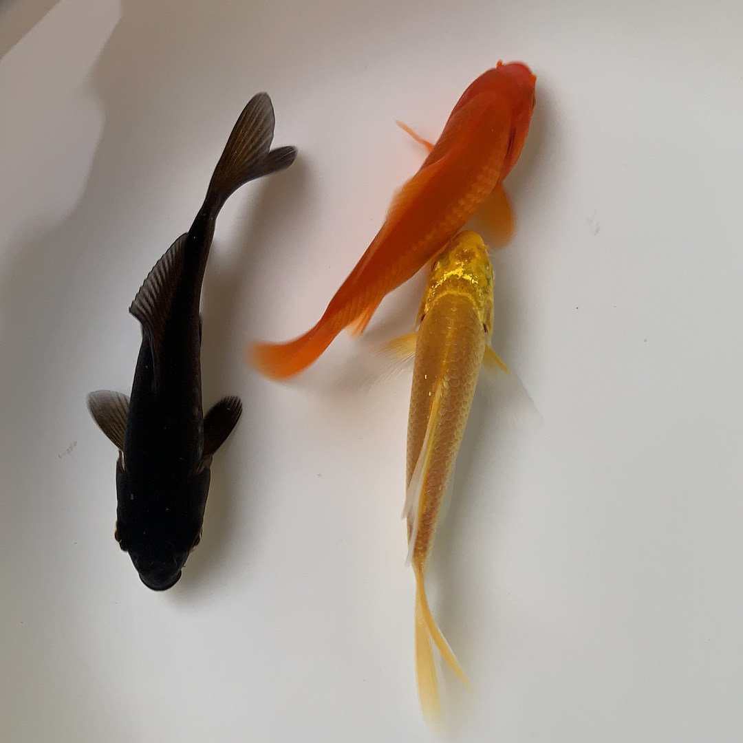 锦鲤黑色红色鲫鱼草鱼淡水冷水观赏鱼好养易活鱼