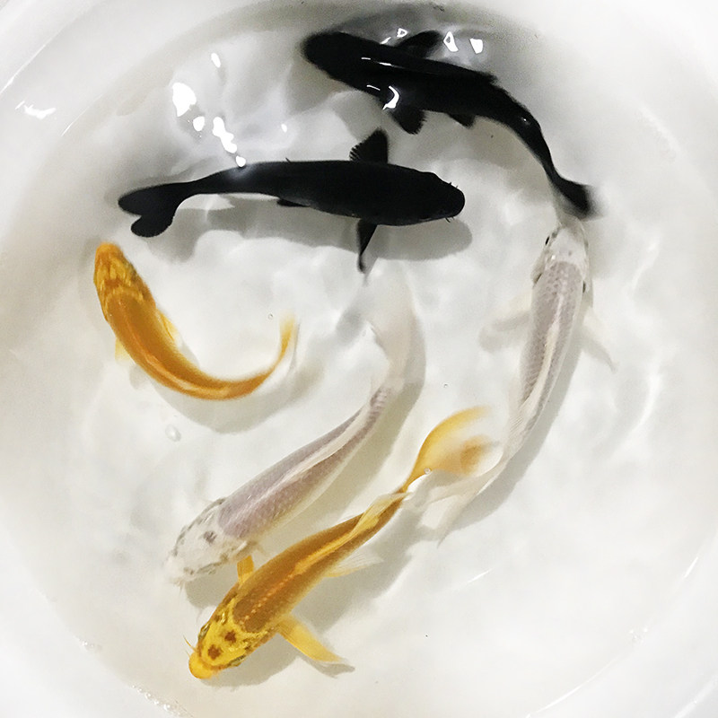 龙凤锦鲤黄金白金白金龙长尾鲤鱼红白三色淡水鱼