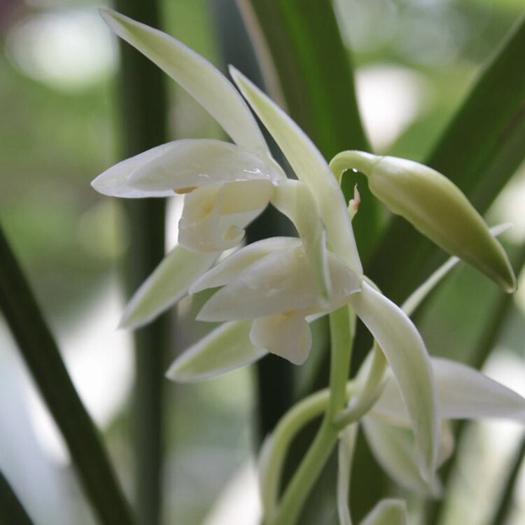 兰花花苗夏带花苞建兰玉女素浓香型花卉绿植时令草本花卉