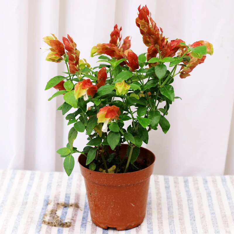 麒麟吐珠盆栽阳台植物四季开花不断花苗不怕花卉