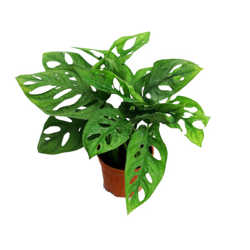 仙洞叶植物常青甲醛植物垂藤观龟背耐阴室内花卉绿植