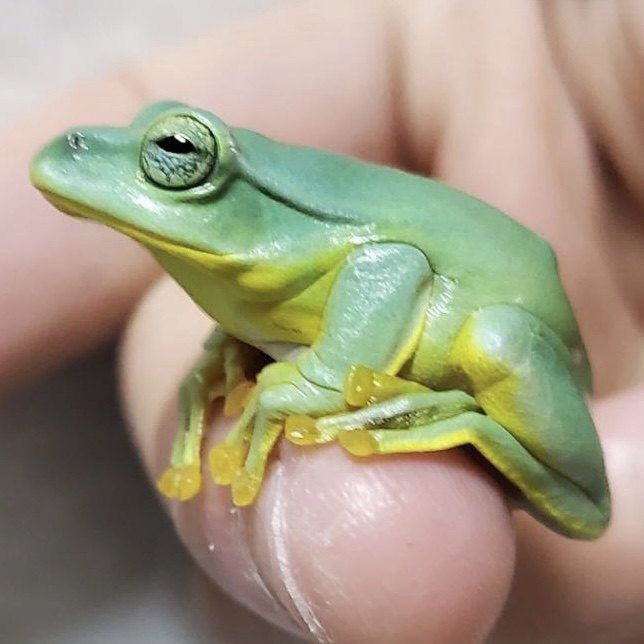 宠物巨型活体缅北巨人树蛙最大厘米活物小型特色爬宠