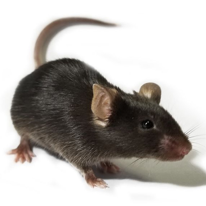 活体无菌c57小黑黑鼠实验鼠小白鼠大白鼠繁殖组活爬虫