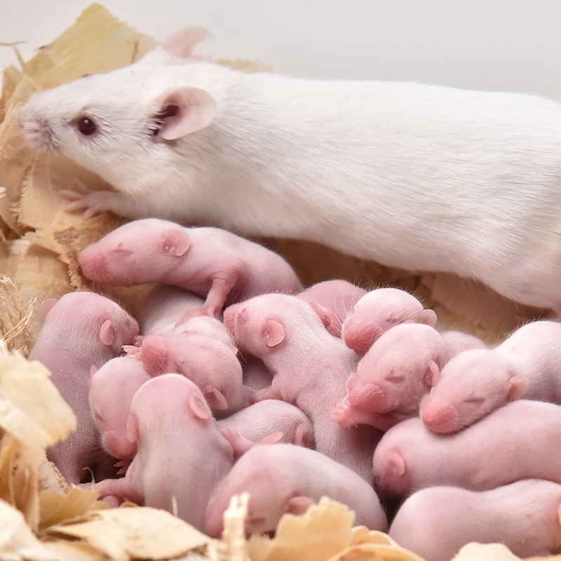 活体km小白鼠实验大白鼠花枝繁殖组活老鼠红皮爬虫