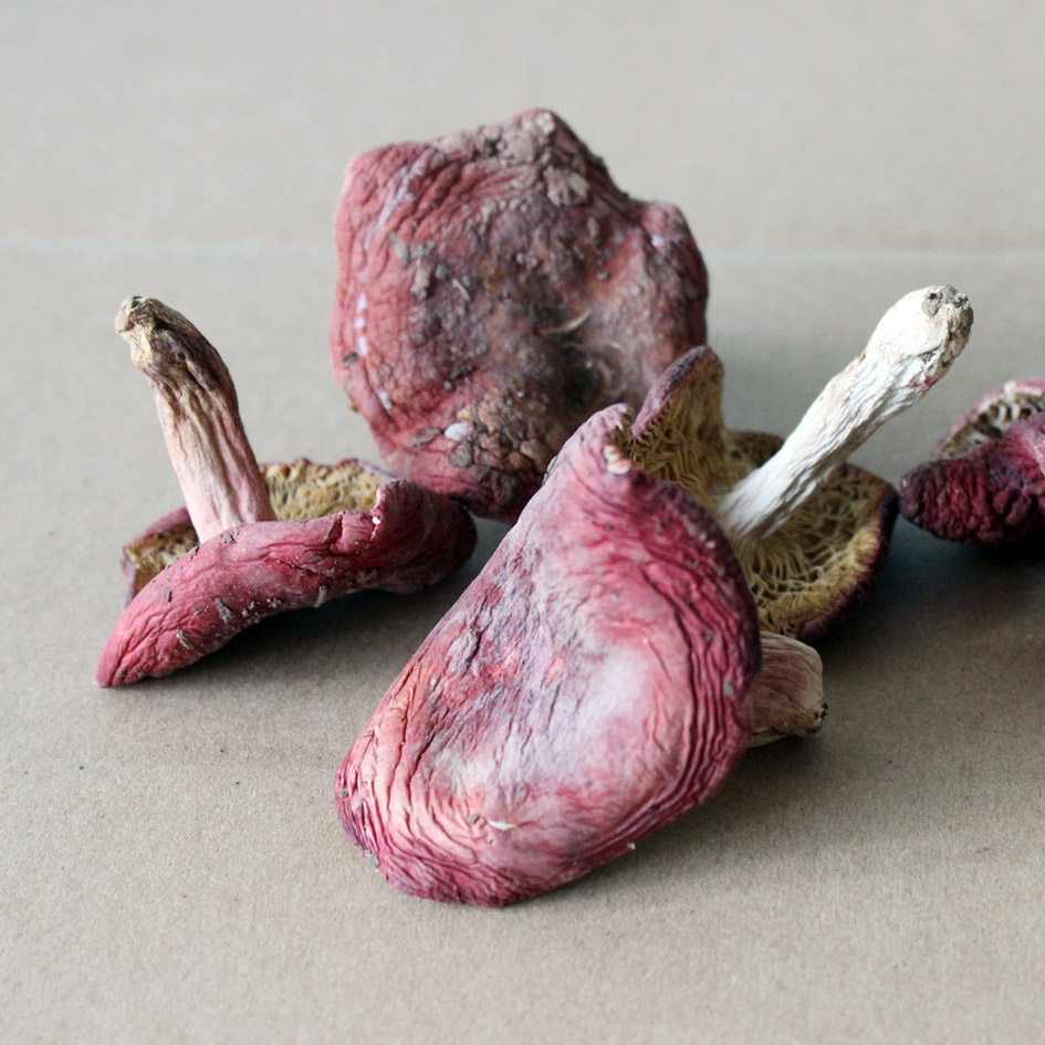 哀牢彝家野生红菇红菇红菌干货野生菌野山菌火锅熬汤500克