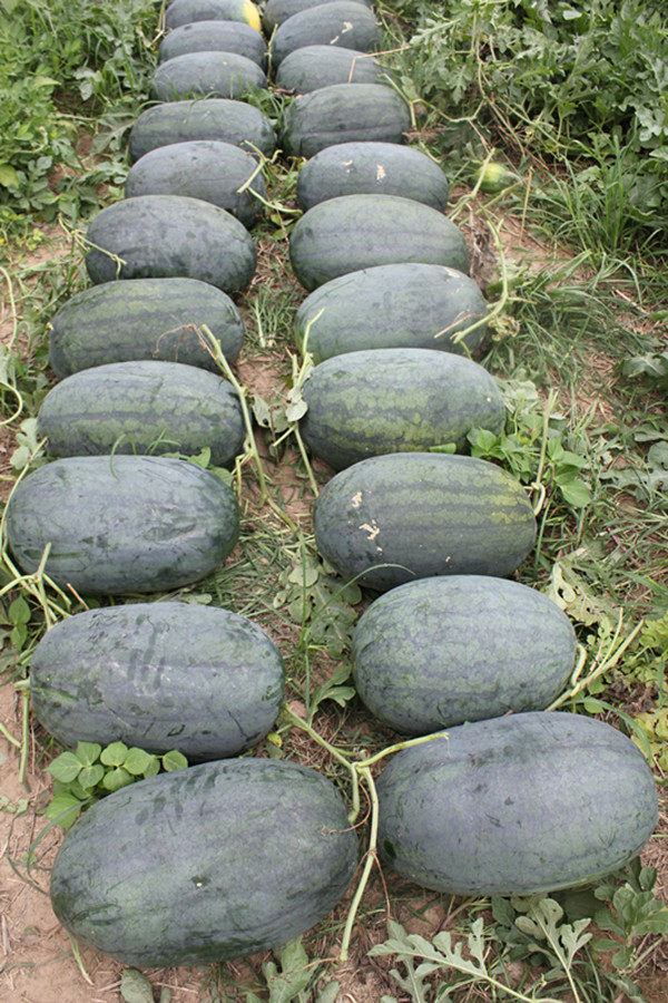 豫艺种业西瓜种子龙卷风110大籽龙卷风类型抗病强露地西瓜75克