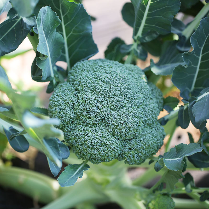 花菜西兰3斤蔬菜农家川青兰花四川重庆西南西兰花