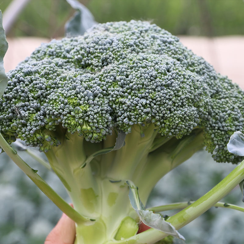 花菜西兰3斤蔬菜农家川青兰花四川重庆西南西兰花