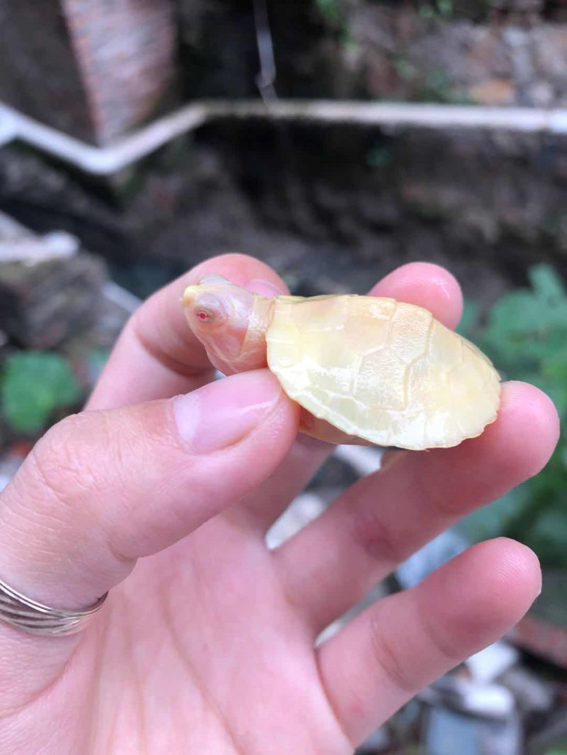 八戒姐姐二号白化巴西龟苗全品乌龟活物观赏龟