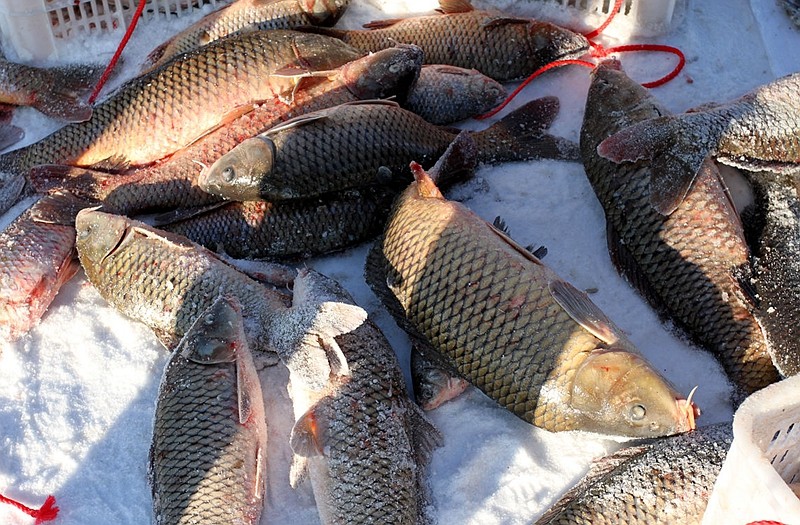 鲤鱼黑龙江特产冷水整条江鱼拐子大鲤乌苏里江淡水鱼类