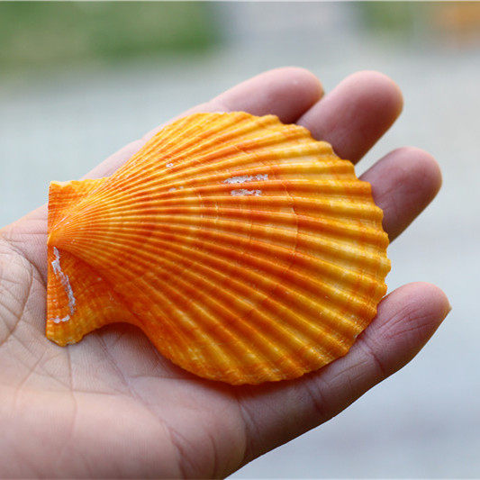 热卖天然海螺烧烤橘黄黄扇贝壳粉丝扇贝鱼缸海螺