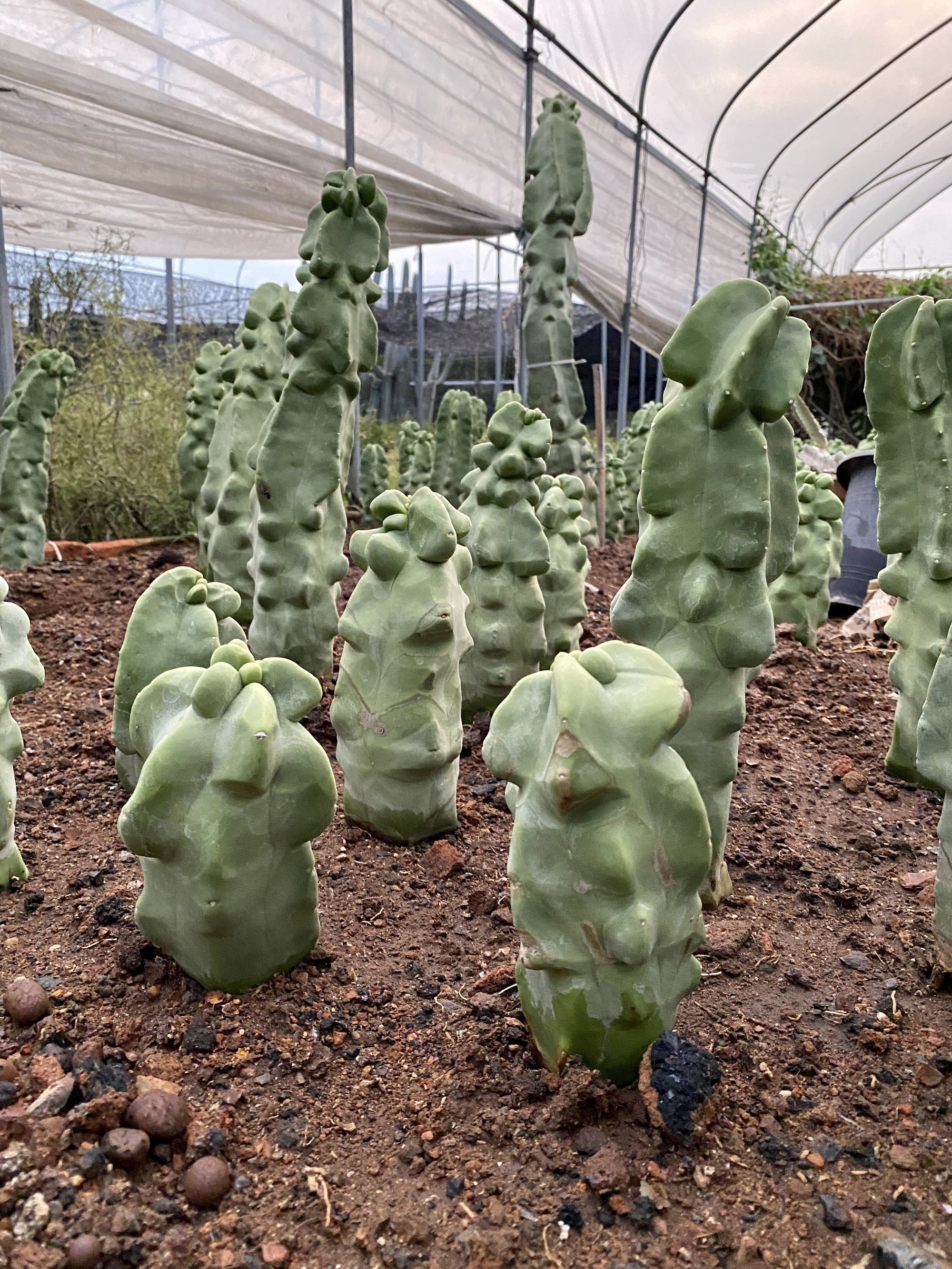 芊朵园龟甲福禄寿室内小盆盆栽庭院沙生植物仙人多肉植物