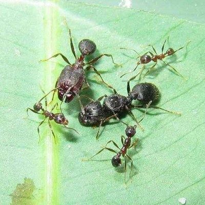 大头蚂蚁伊大蚁广蚁森宠物活体蚁后世界家园蚂蚁