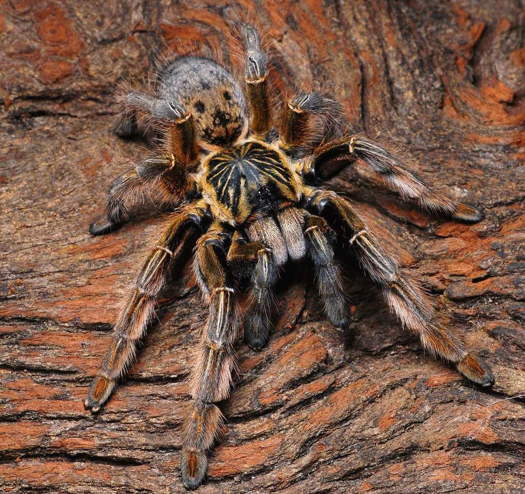 巴布augacephalusjunodi纳米比亚黄金厘米幼体稀有高端蜘蛛