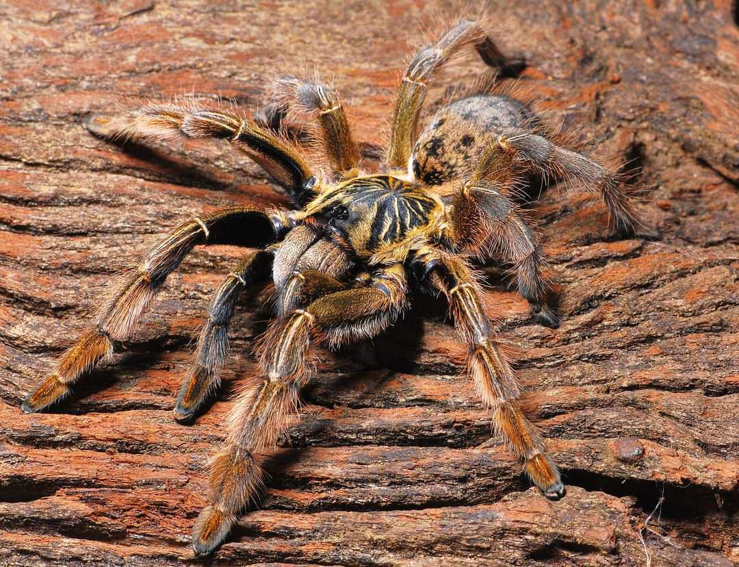 巴布augacephalusjunodi纳米比亚黄金厘米幼体稀有高端蜘蛛