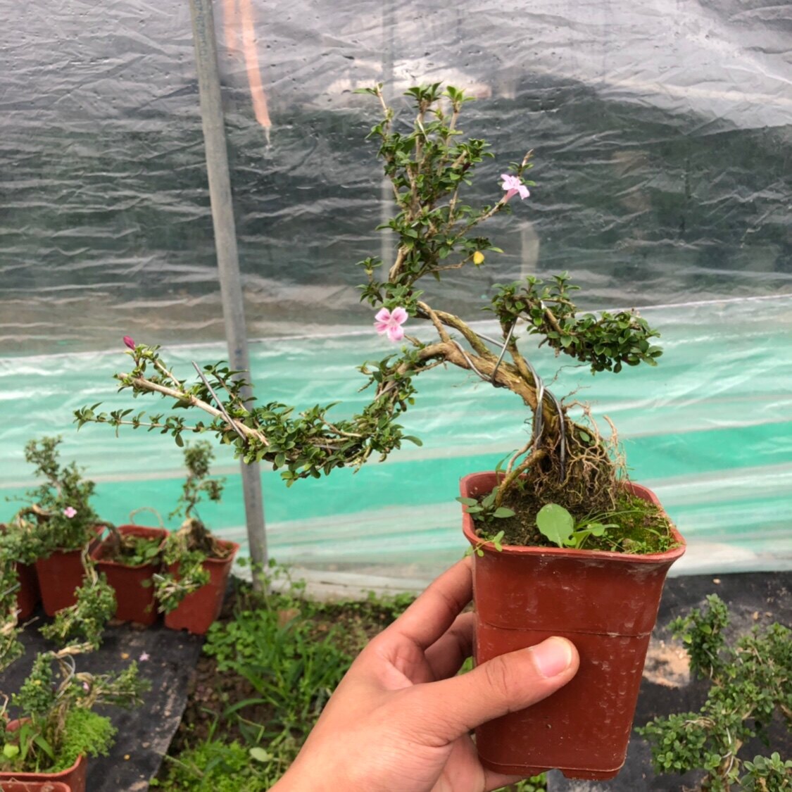 金边六月雪提根观叶植物 红花六月雪室内阳台客厅办公室 悬崖盆景