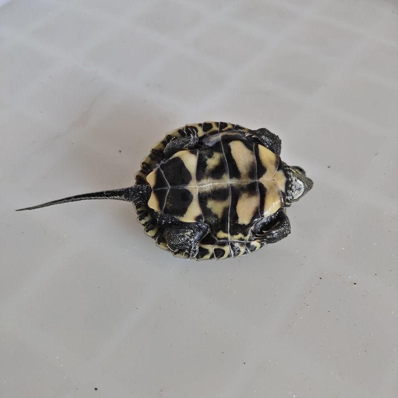 活物乌龟日本石龟杂花草日石杂花龟外冷水宠物龟