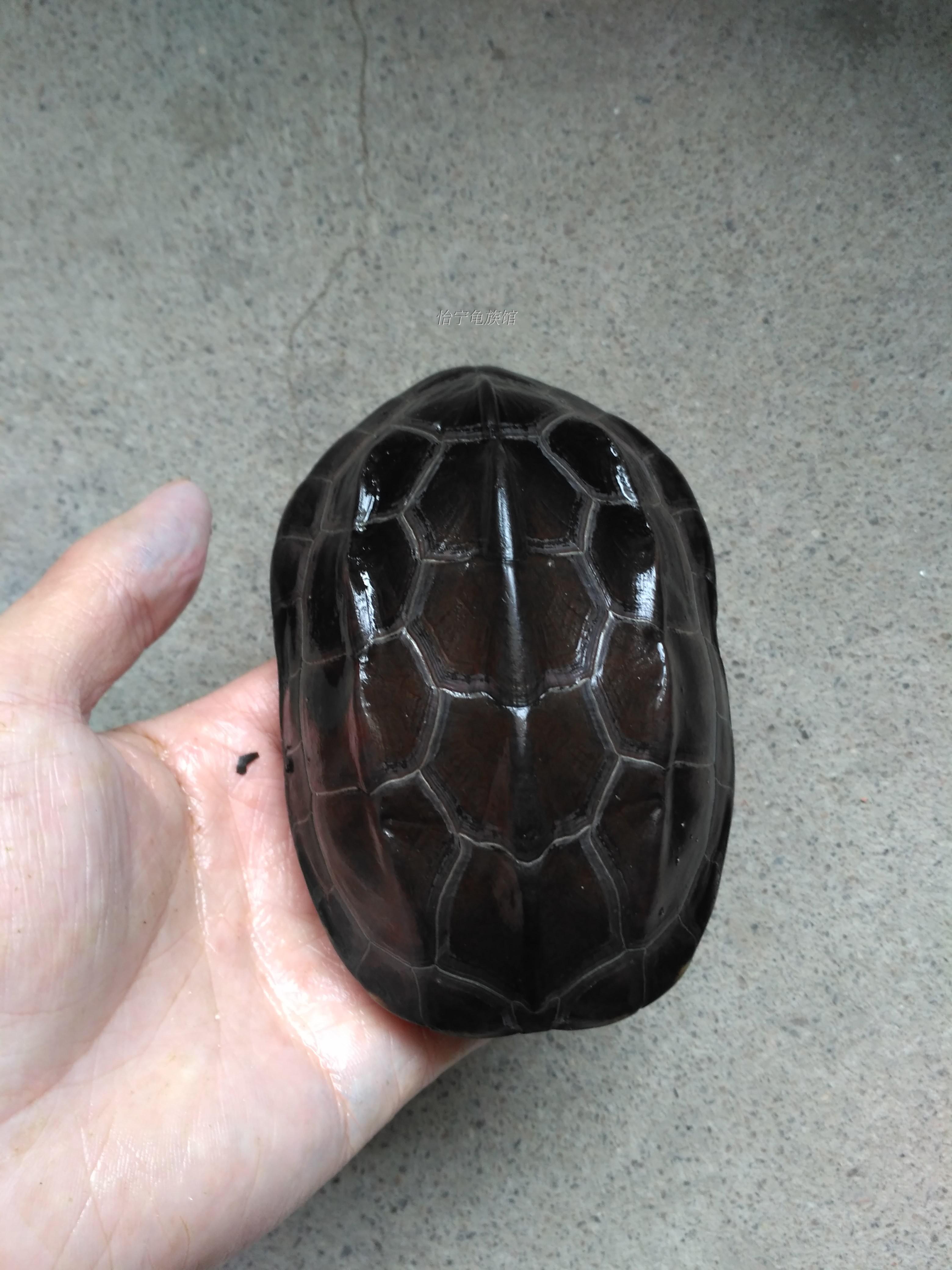 墨龟公草半墨背甲厘米中华龟苗乌龟活体5年龟