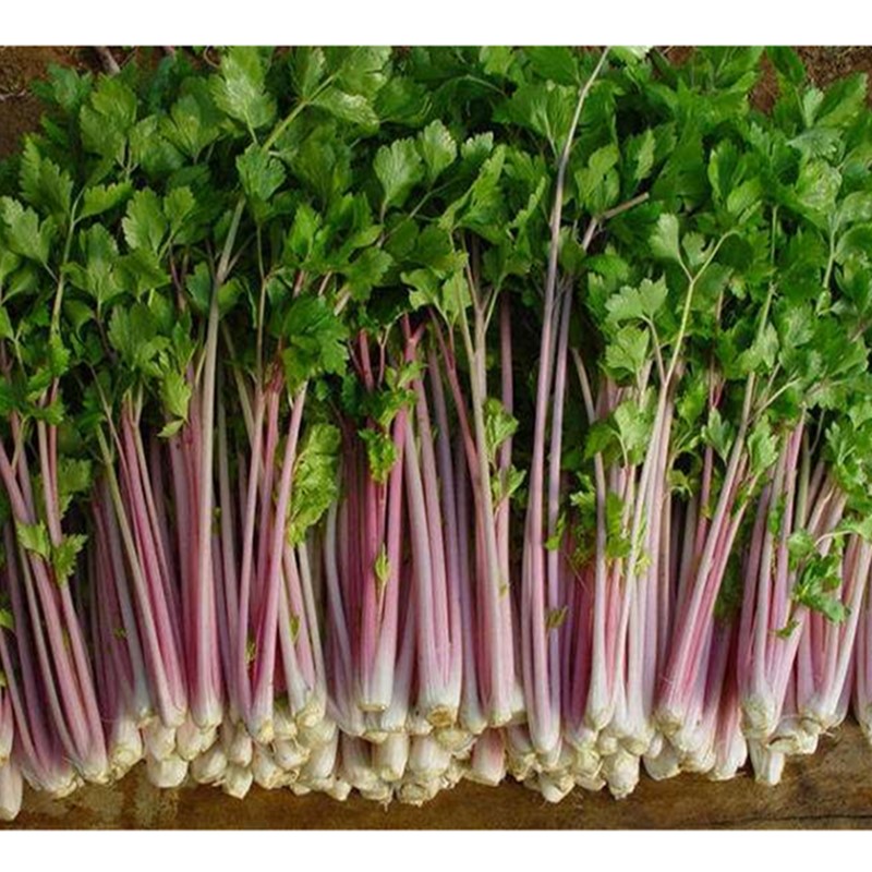 红芹菜种子颜色靓丽叶柄红色 阳台盆栽水培苗菜香芹西芹蔬菜种籽