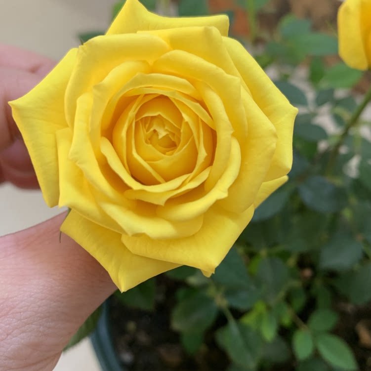 微型月季玉米宝石阳台盆栽花苗勤花耐晒多头时令草本花卉