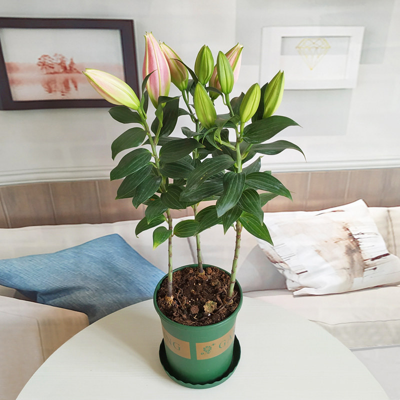 香水百合花盆栽带花苞带土发货四季开花植物阳台室内客厅好养花卉