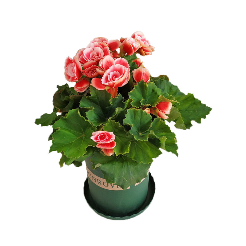 丽格海棠盆栽花卉植物室内易活四季开花花苞花卉