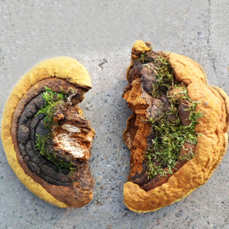 长白山野生桑黄灵芝金边杨树非西藏桑树桑黄养生茶方正品特级500g