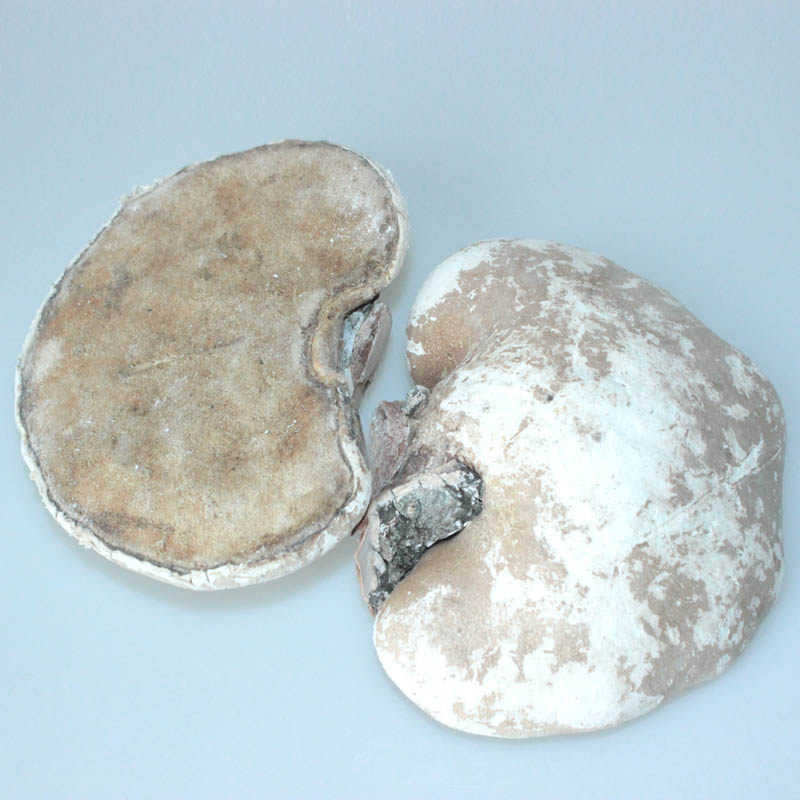 灵芝野生长白山白灵芝玉芝白边500g片桦剥管新货灵芝制品