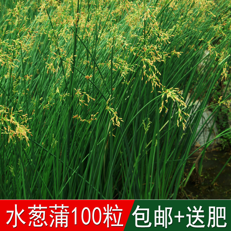 观赏水生花卉植物水葱种子葱蒲籽莞草蒲苹水丈家庭园艺种子