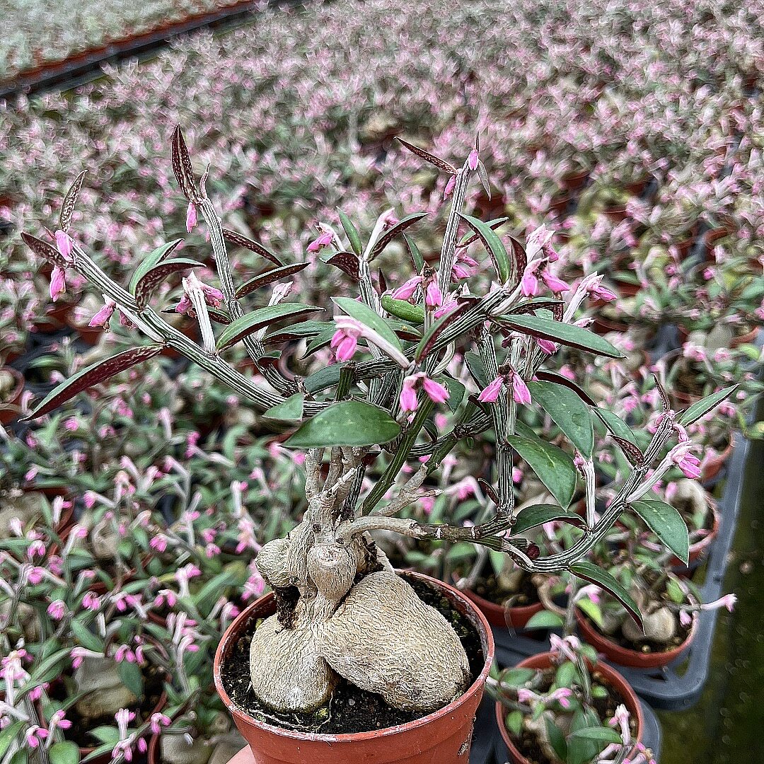 3年老根人参大戟块根植物盆栽大戟科修剪绿植多肉植物