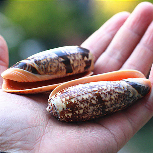 热卖天然海螺贝壳橙口榧螺仙女家居地台装饰海螺